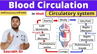 Blood circulation ||Circulatory system in Hindi ||Systemic and pulmonary circulation|| Nursing, NEET