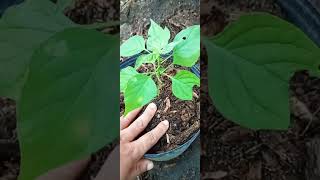 pimenta cumarí silvestre plantado no vaso #pimentas #vamosplantarpimentas