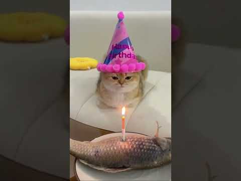 Video: Doğum Gününü Kutlayan 15 Kedi ve Köpek