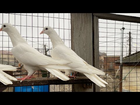 24 октября! Поднял своих! #göyərçin #pigeons #tauben #голуби