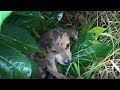 Saving a homeless dog under the harsh rain and another trapped under the kennel