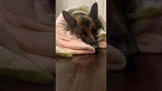 German shepherd snuggles in blanket? kingkaiser germanshepherd cutedog