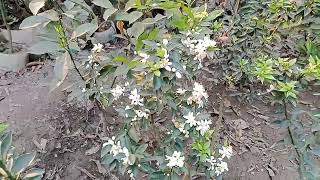 Where to find Maltese seedlings মাল্টার চারা কোথায় পাওয়া যায় !!digital krishi jibon