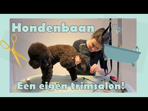 Video: Hoe Een Hondensalon Te Openen?