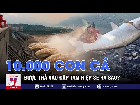 Số phận 10.000 con cá được thả vào đập Tam Hiệp ra sao? - VNEWS