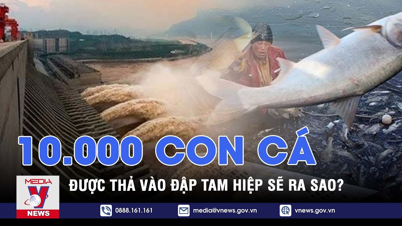 Số phận 10.000 con cá được thả vào đập Tam Hiệp ra sao? - VNEWS