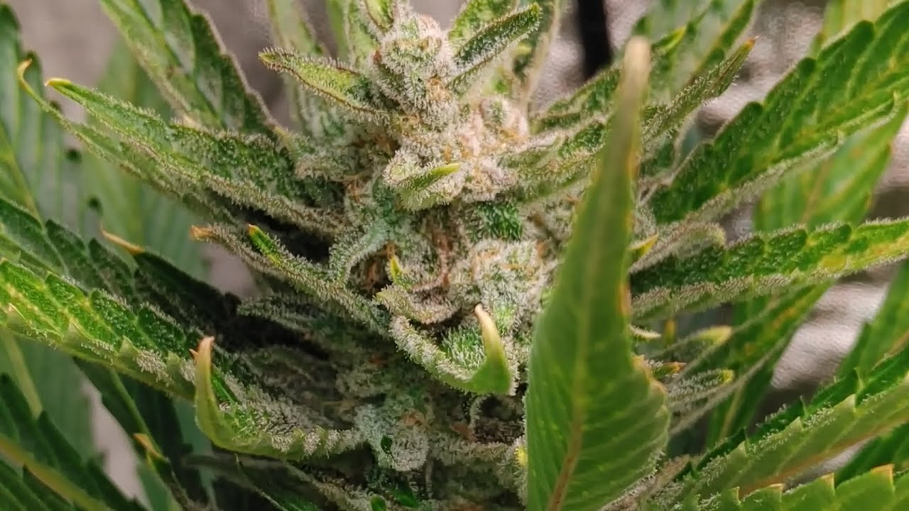 Fast Buds. Banana Purple Punch. Strawberry Banana. Green Crack CBD 1:1 Ratio.