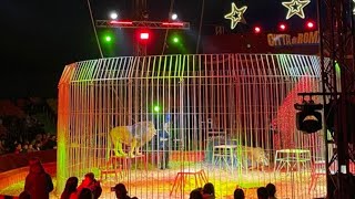 cirque citta di roma🇮🇹🇩🇿سيرك سيتا دي روما