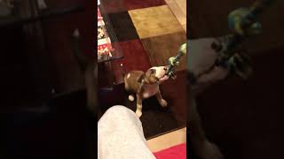 Bull Terrier Lulu 8 Weeks