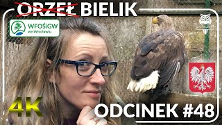 Odcinek #48 - Bielik, Orzeł Bielik, a może - Orzeł Biały? 🦅