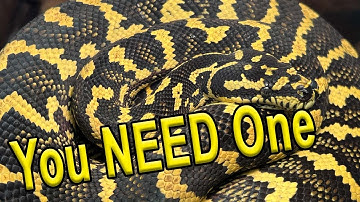 Why You NEED A Carpet Python!!