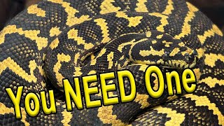 Why You NEED A Carpet Python!!