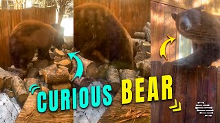 Curious Bear Climbs a Fence Close to a House Kitchen before Moving Along
