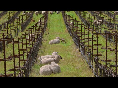 Relax with Sheep at Shafer Vineyards in Napa Valley - 6 hours 4K