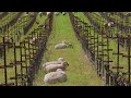 Relax With Sheep At Shafer Vineyards In Napa Valley 6 Hours 4K Relax With Sheep At Shafer Vineyards In Napa Valley 6 Hours 4K