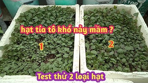 Cách gieo hạt tía tô - Test thử 2 loại hạt giống khác nhau