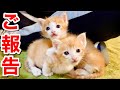 生後２６日目の子猫のご報告。【保護猫】