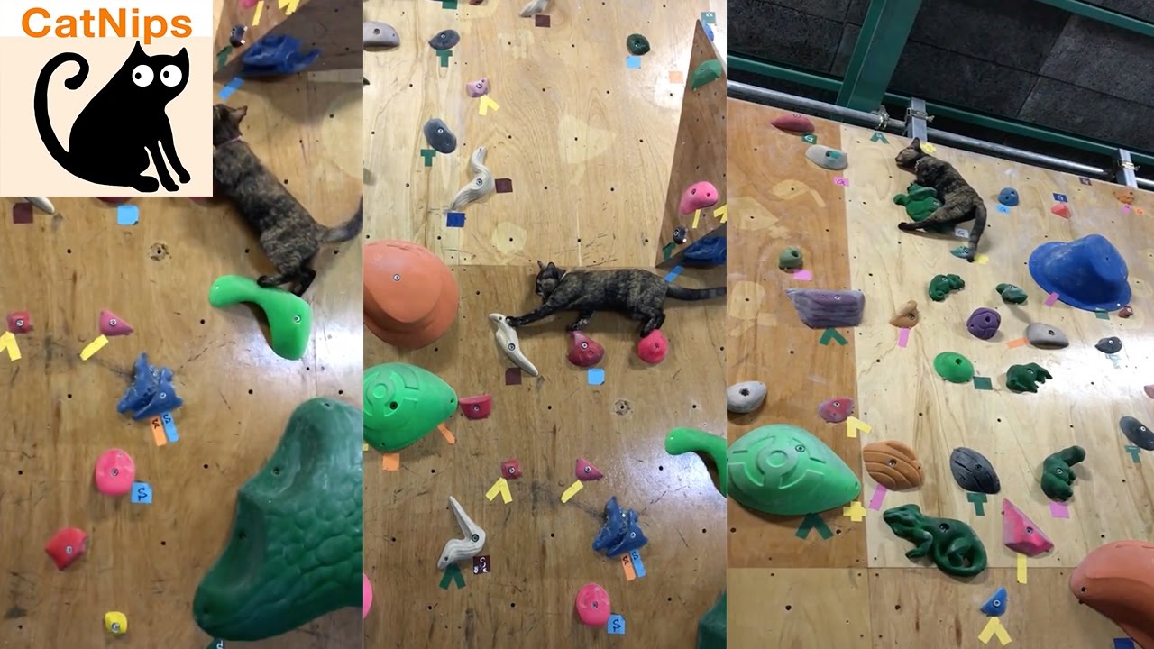 Cat Laughs In The Face Of Climbing Wall Challenge Catnips
