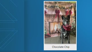 Clay County Animal Services launches 'Find your Max' campaign