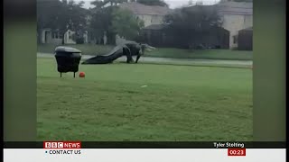 Large alligator seen walking across the golf course (USA) - BBC News - 15th November 2020