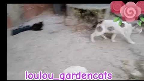 Pourquoi le chat blanc 😼 s'enfuit du chaton noir 🐈‍⬛ ?