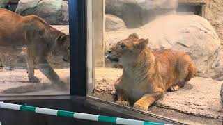円山動物園　ライオン クレイ イト 深い友情