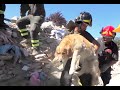 Frisky golden retriever rescued after 10 days trapped in earthquake rubble in Italy