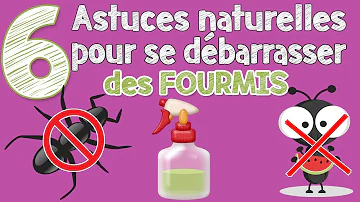 Comment se débarrasser des fourmis rapidement ?