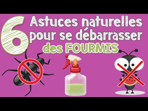 Vidéo: Comment me débarrasser des fourmis dans mon lavabo de salle de bain ?