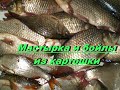 Мастырка и бойлы из картошки.