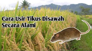 Cara mengusir tikus disawah tanaman padi