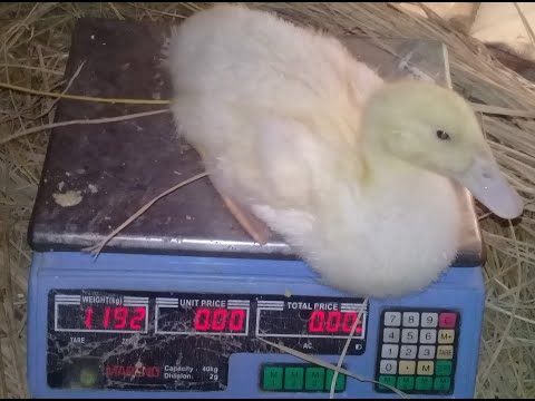 البط البيور ووزنة بعد عشرين يوم