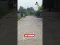 moment siwon terbang rendah #parrot #birds #parrotlover
