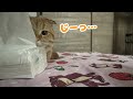 先住猫と距離を縮めたい子猫が可愛すぎるwww