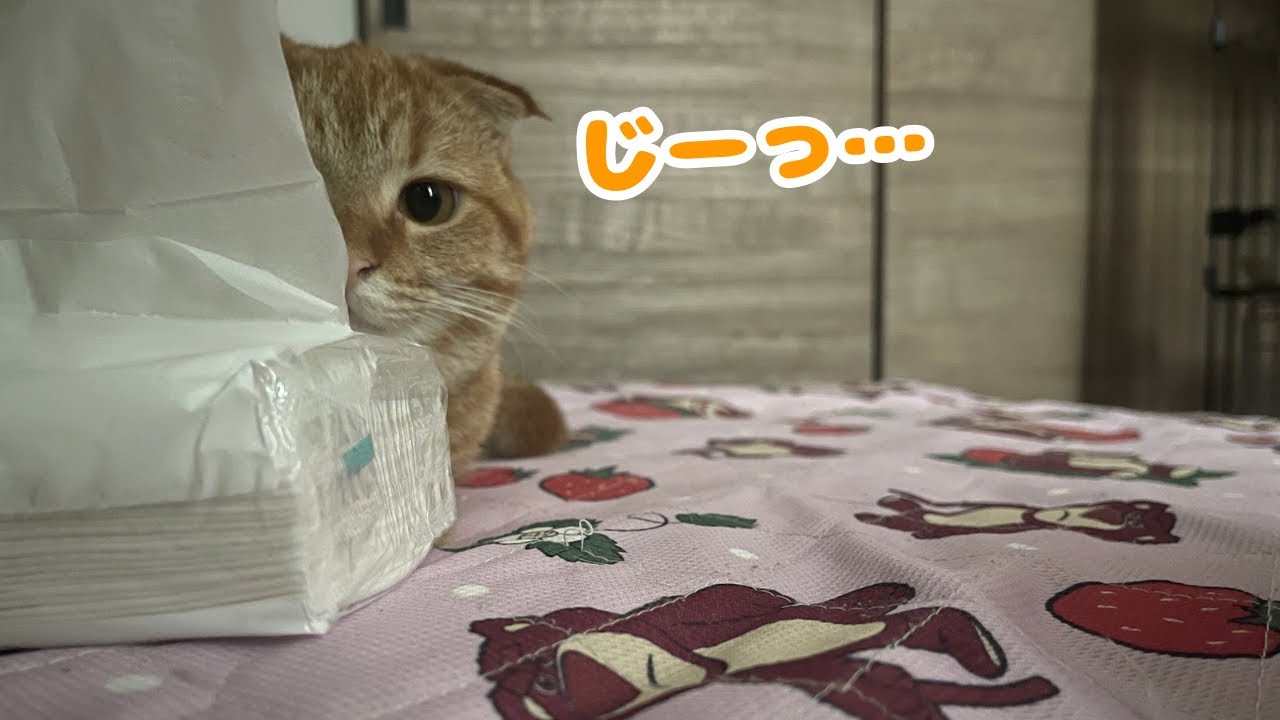 先住猫と距離を縮めたい子猫が可愛すぎるwww