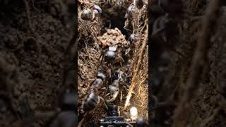 Step into the hidden world of ants 🐜✨🥵 #shortsfeed #animalbehavior #shorts #trending #viralshorts