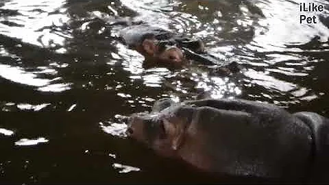 Бегемот Размножение на ilikepet