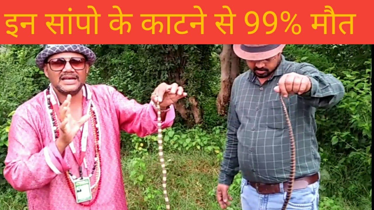 snake oil इन सांपो के काटने से 99% मौत || Snake Bite Treatment With Mobarak Snake Saver || Silent Killer Snake