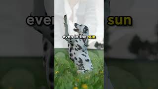Dalmatians can adapt to hot weather #dogs