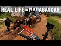 No electric cars oxwagons instead madagascar s7e94