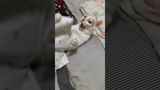 JAPANESE BOBTAIL CAT DOESN’T TIRE From PLAYING