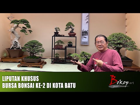 LIPUTAN KHUSUS BURSA BONSAI KE-2 di KOTA BATU