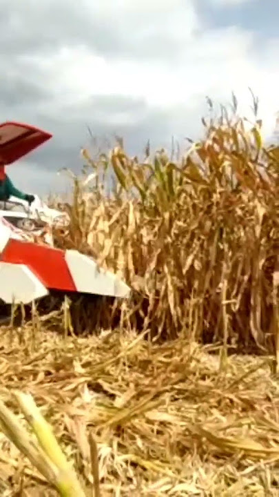 BARU!!KUBOTA DC 70/MESIN PANEN JAGUNG