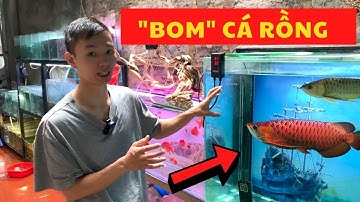 Quy trình "Bom" cá Rồng | Đèn đánh màu cá rồng | Nguyễn Du aqua