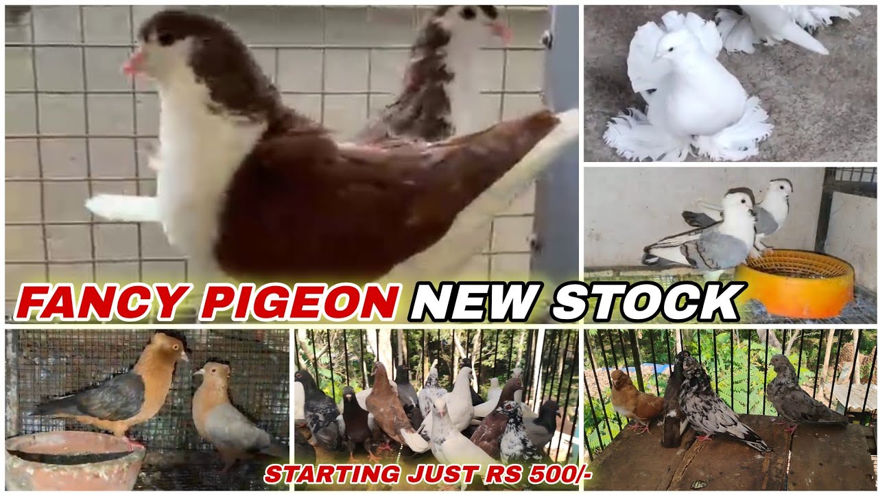 Beautiful Quality Fancy Pigeon,Faintal, Lahori Siraji,Mukkhi,and Homer Pigeon