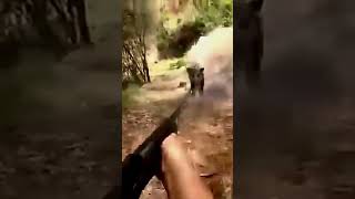 Attack de sanglier - wild boar hunting #attack  #sanglier  #wildboar #domuzavi  #jabali