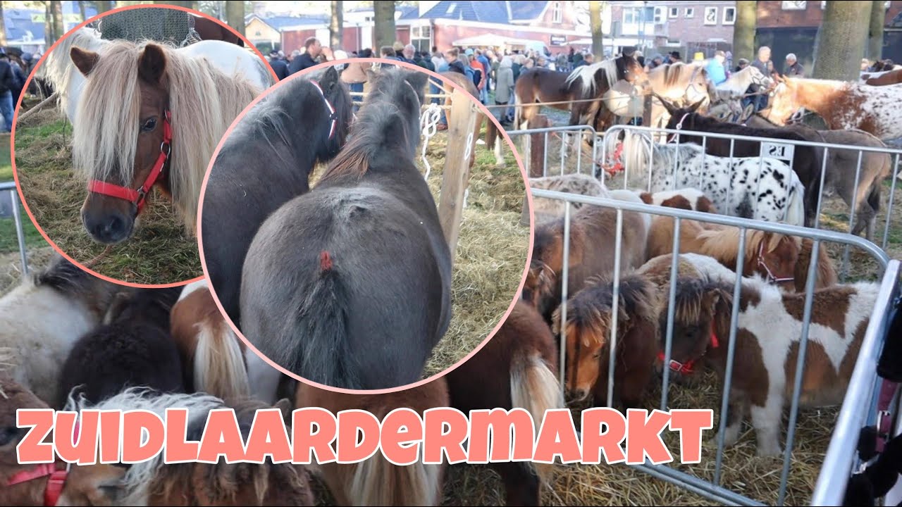 PAARDENMARKT ZUIDLAREN 2024. Nemen we dit jaar een pony mee!? ||vlog 184
