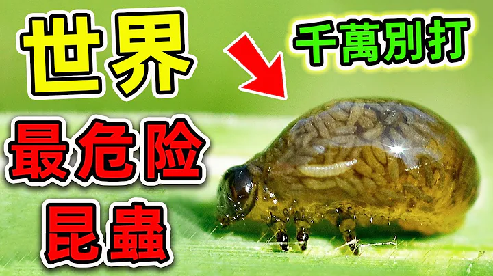 全世界最危险的10种昆虫！每年数十万人因它丧命，第一名看见千万别打。|#世界之最top #世界之最 #出类拔萃 #脑洞大开 #top10 #最危险昆虫 - 天天要闻