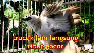 Download Lagu pancingan trucuk ngalas emosi ini menjadikan agar burung trucuk gacor nyaut seketika MP3 Download Lagu pancingan trucuk ngalas emosi ini menjadikan agar burung trucuk gacor nyaut seketika MP3
