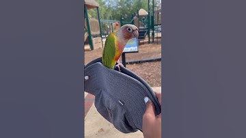 Peach conure bird peekaboo